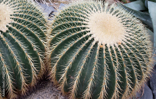 Golden Barrel Cactus photo