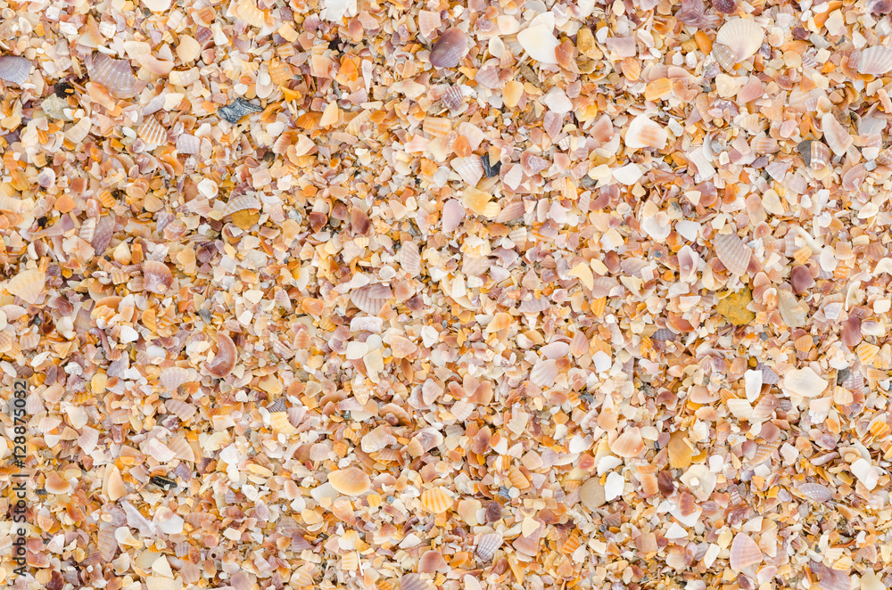 shell background on a sand beach shell background on a sand beach