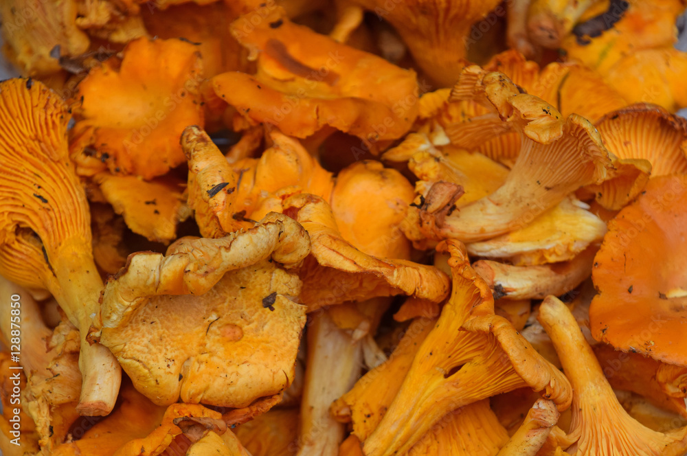 Fresh girolle chanterelle mushrooms close up Fresh girolle chanterelle mushrooms close up