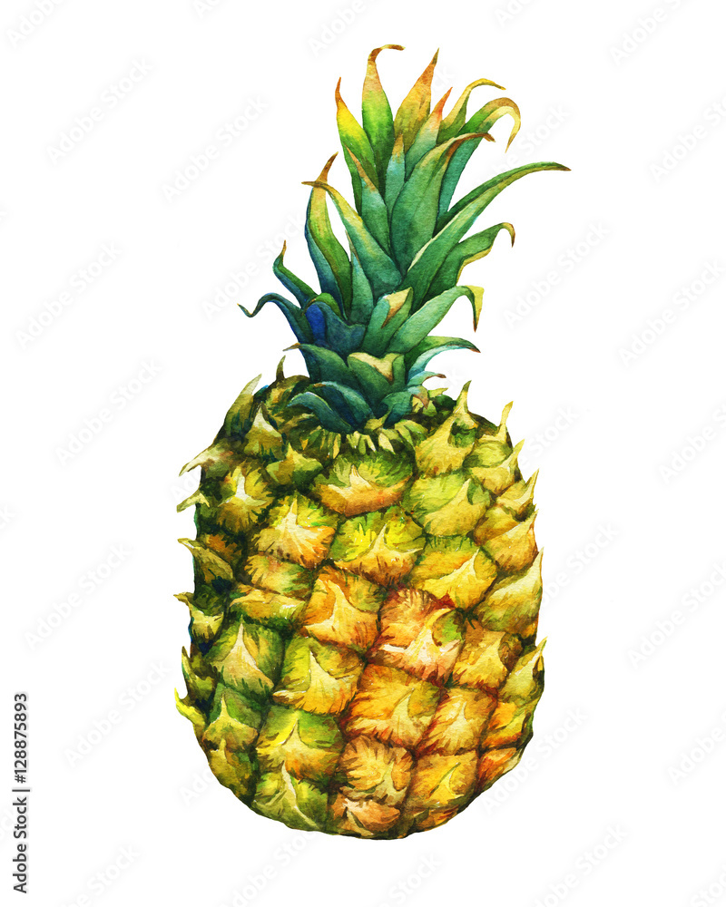 Ripe pineapple with green leaves. Watercolor illustration on a white background. Ripe pineapple with green leaves. Watercolor illustration on a white background.