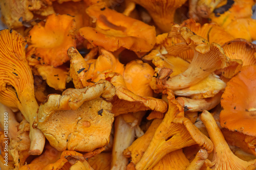 Fresh girolle chanterelle mushrooms close up