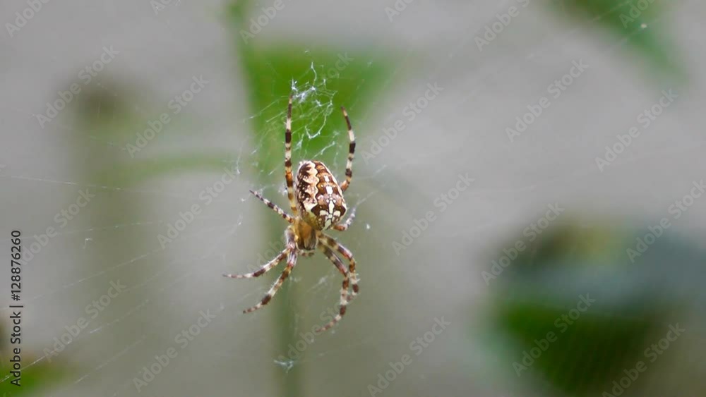 Closeup of an orb weaver spider waiting for a meal Closeup of an orb weaver spider waiting for a meal