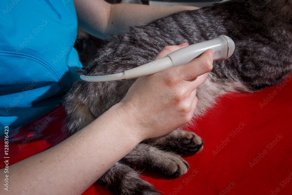 cat test on animal hospital cat test on animal hospital