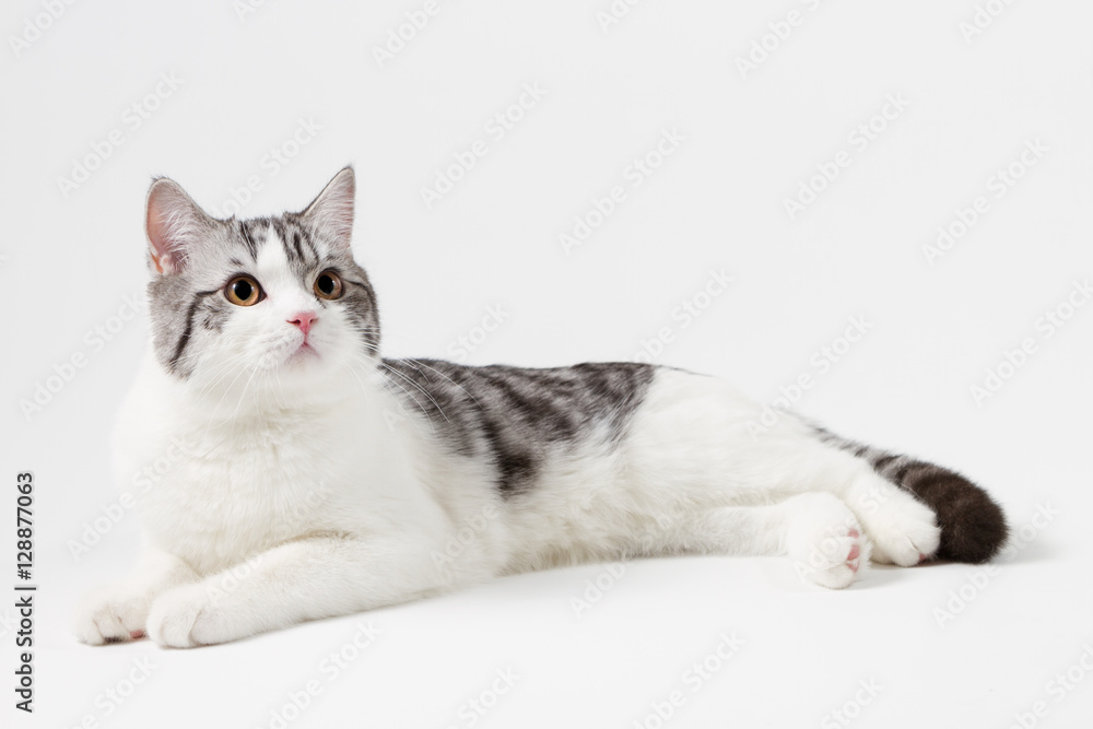 Scottish Straight cat bi-color, spotted, sitting against white background, 6 months old.