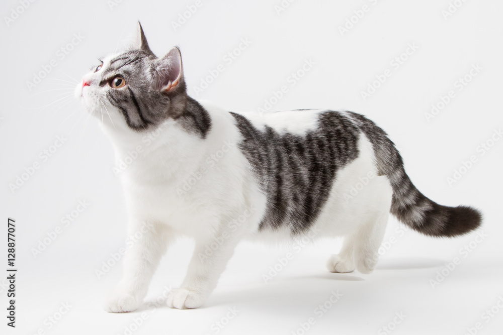 Scottish Straight cat bi-color, spotted, staying four legs against white background, 6 months old. 
