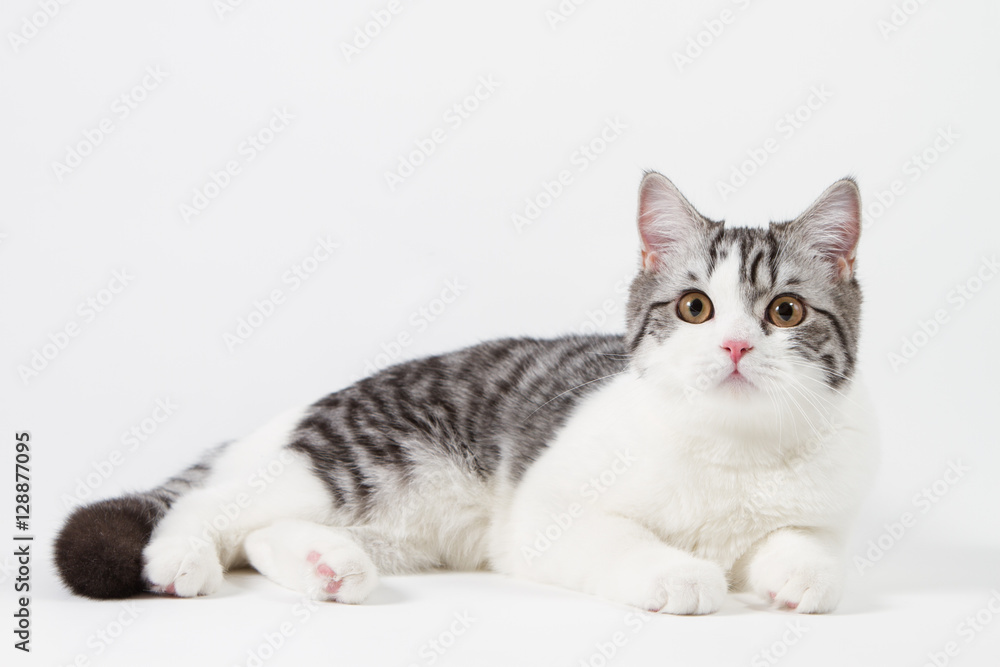 Plakat Scottish Straight cat bi-color, spotted, sitting against white background, 6 months old.