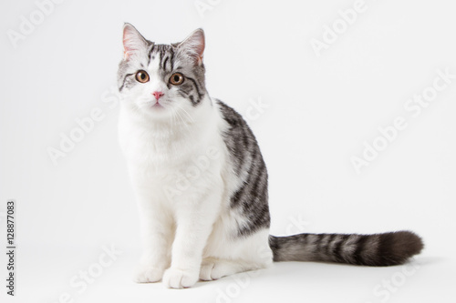 Scottish Straight cat bi-color, spotted, sitting against white background, 6 months old.  © vasi_100