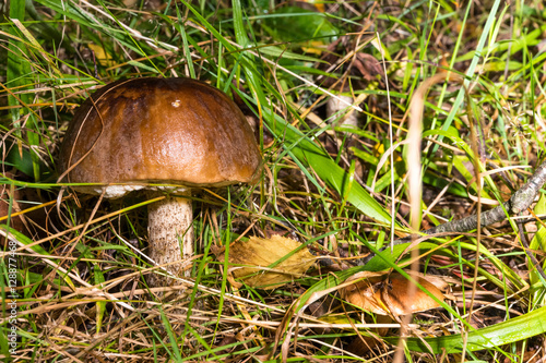 Mushrooms in the grass. Boletus (Leccinum).