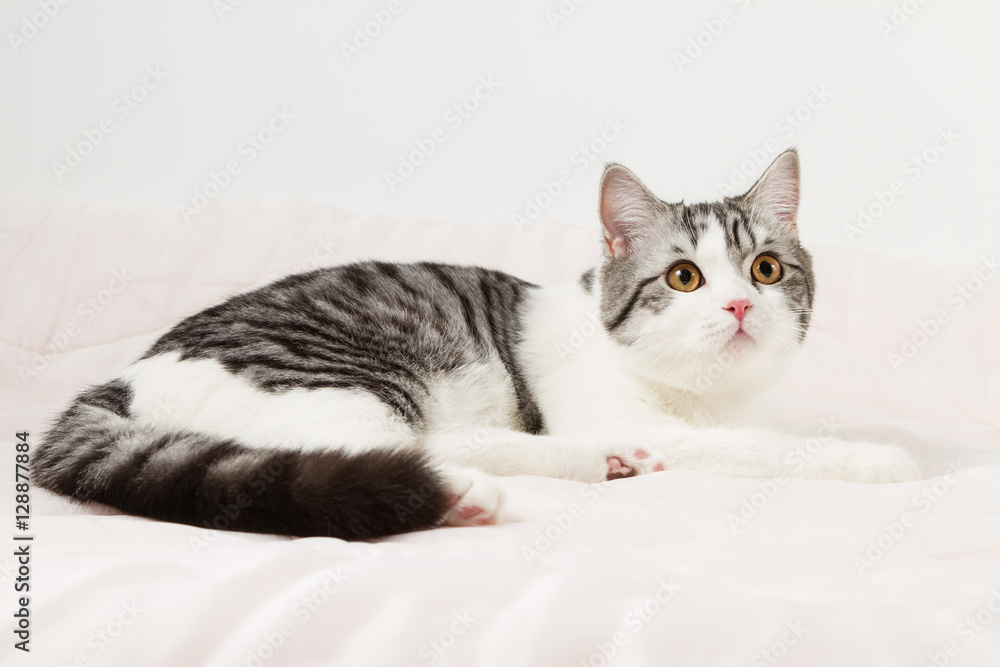 Scottish Straight cat lying on the bed, 6 months old. 