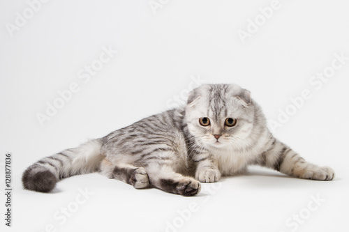 Portrait of scottish fold cat lying on light gray background © vasi_100