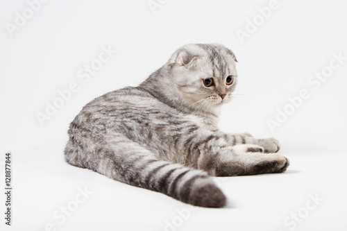 Cuadro en lienzo Portrait of scottish fold cat lying on light gray background