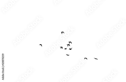 Wild ducks in formation flying, black and white