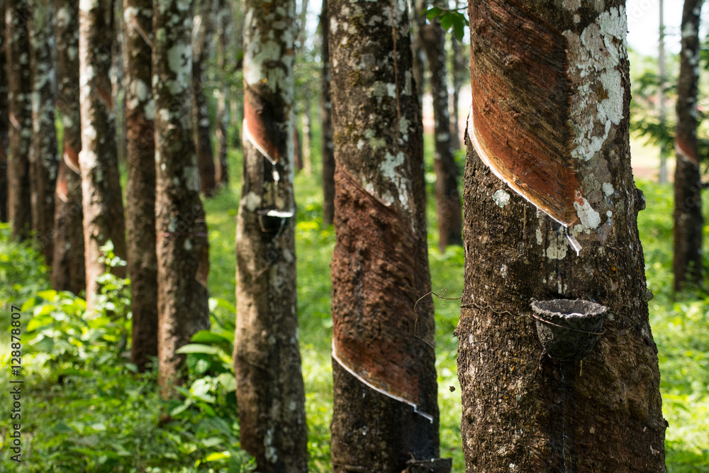 Obraz premium Rubber plantation lifes, Rubber plantation Background, Rubber trees in Thailand.(green background)
