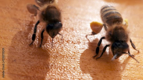 bees dancing on hive macro shot