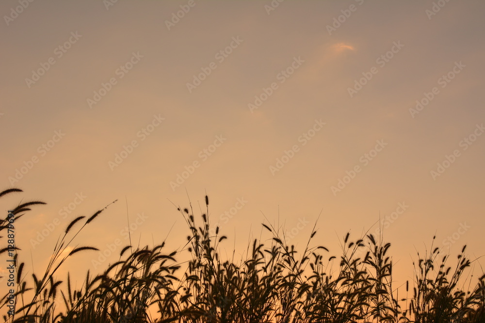 Silhouette of grass field at the sky sunset Silhouette of grass field at the sky sunset