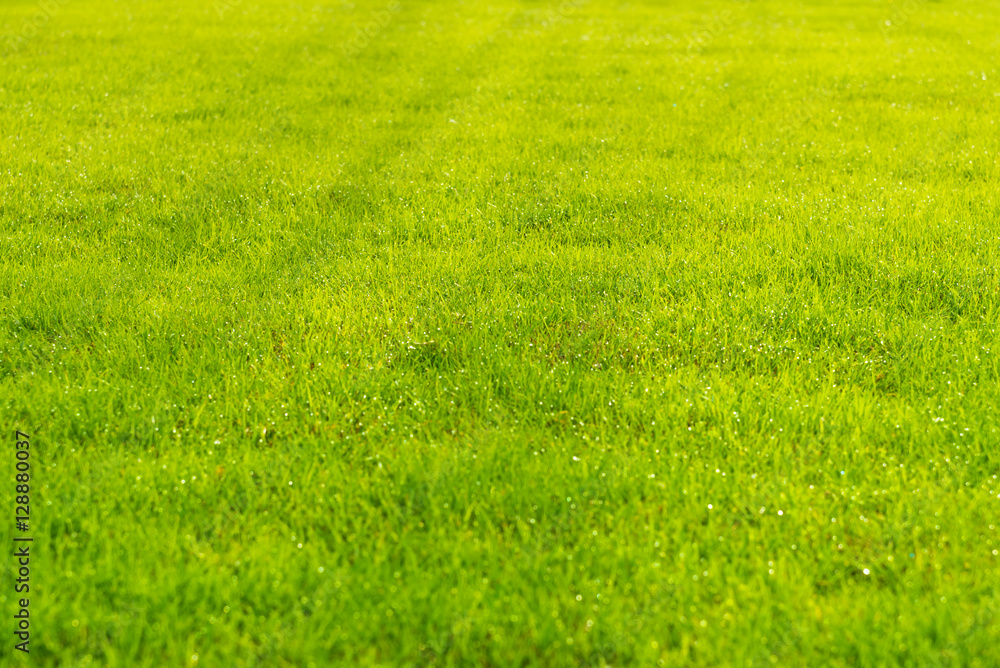 Raindrops on the beautiful green grass. Raindrops on the beautiful green grass.