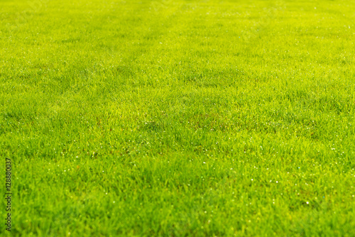 Fototapeta Naklejka Na Ścianę i Meble -  Raindrops on the beautiful green grass.