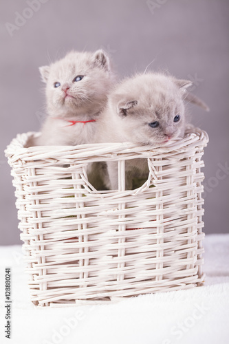 kotki w koszyku 