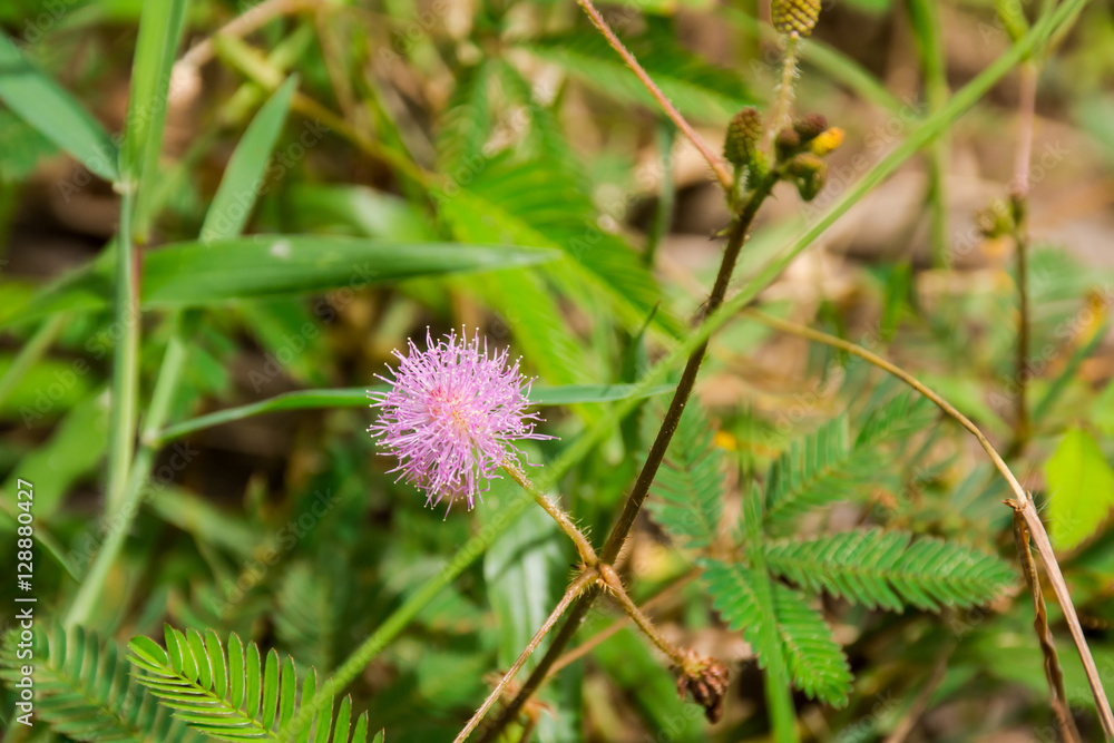 Flowering grass Flowering grass
