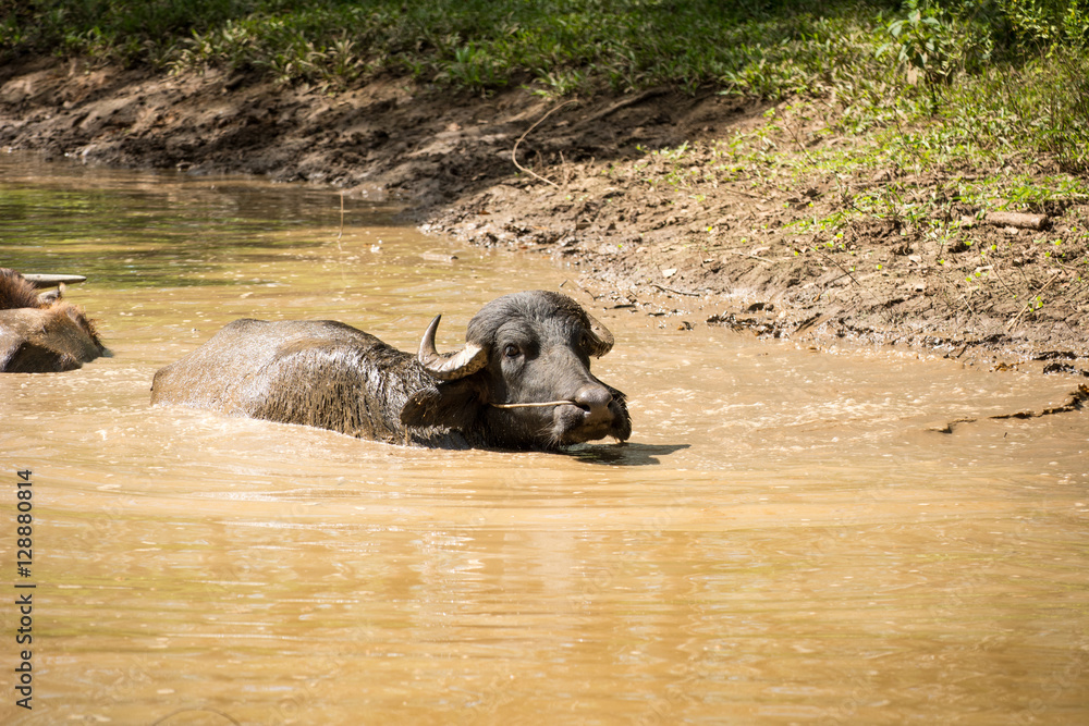 Buffalo are taking a shower,Buffalo soak in water, Buffalo playing, Buffalo crowd Buffalo are taking a shower,Buffalo soak in water, Buffalo playing, Buffalo crowd
