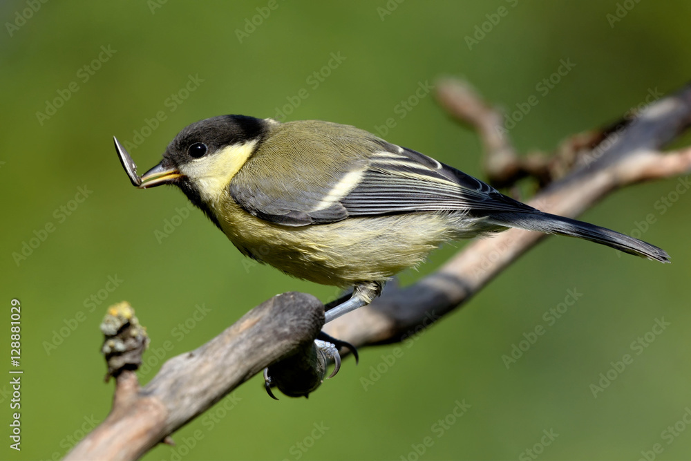 Fototapeta premium Juvenile Kohlmeise im Garten
