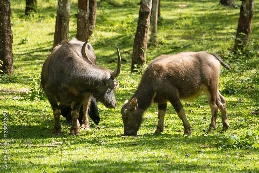 Buffalo In Rubber Plantation Rubber Plantation Lifes Rubber Plantation