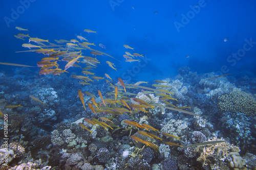 School of bright yellow fishes over sunlit coral reef in the Red Sea, Egypt