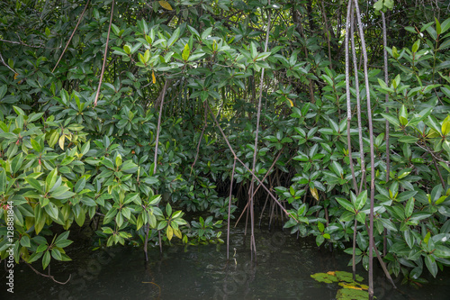 The river Bentota among the Jungle. © Кенгу