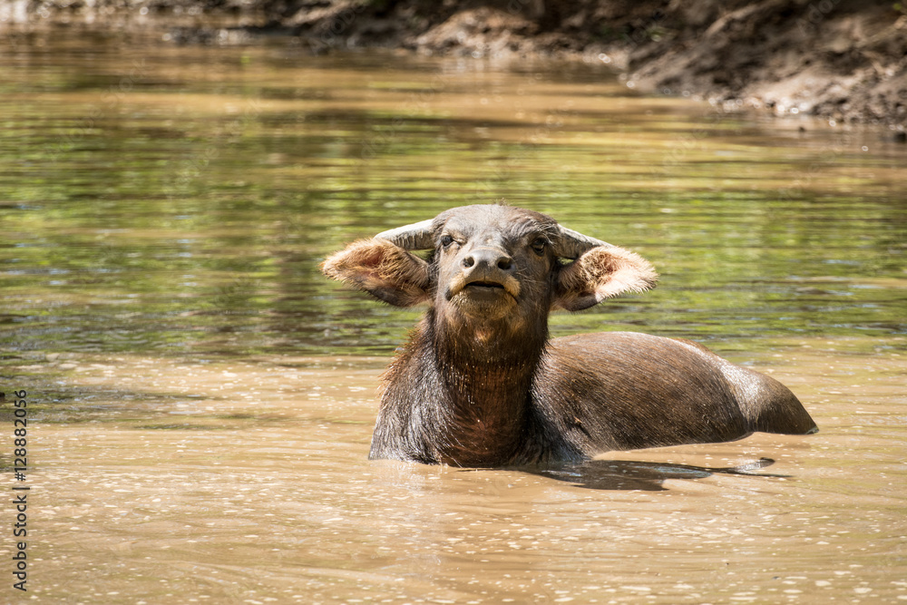 Buffalo are taking a shower,Buffalo soak in water, Buffalo playing, Buffalo crowd Buffalo are taking a shower,Buffalo soak in water, Buffalo playing, Buffalo crowd