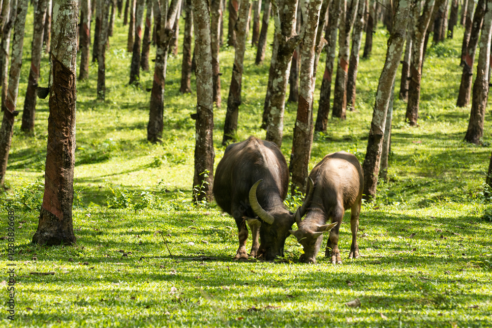 Buffalo in rubber plantation,rubber plantation lifes, Rubber plantation