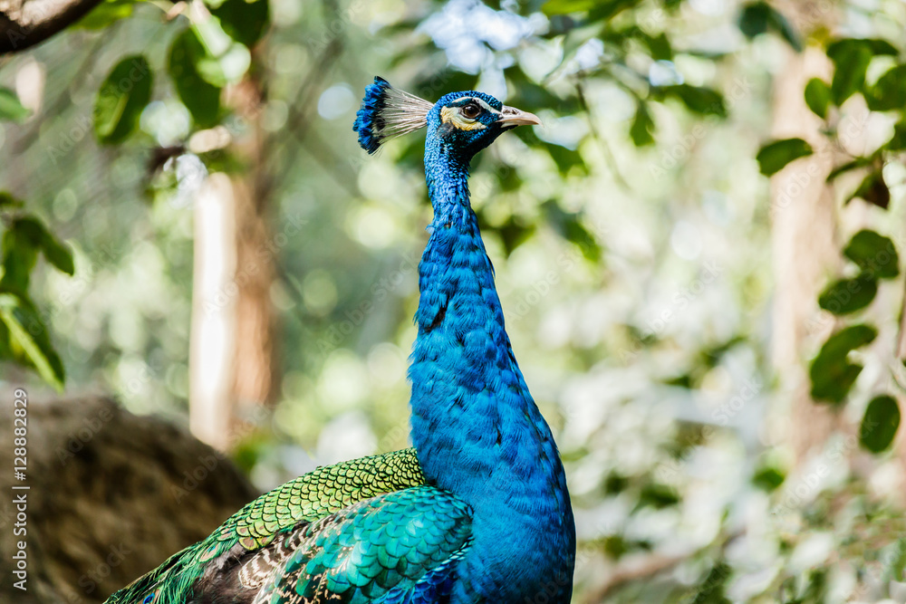 Obraz premium Beautiful male peacock close-up portrait. Horizontal