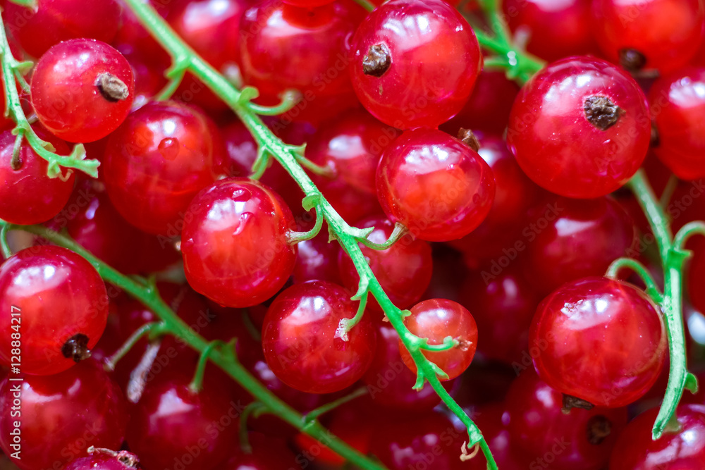 background of ripe juicy red currant berries. top view - horizontal photo. background of ripe juicy red currant berries. top view - horizontal photo.