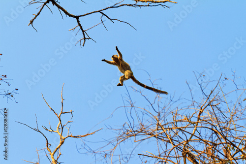 The red-fronted lemur  Eulemur rufifrons  flying through the sky in Kirindy Mitea National Park  in Madagascar