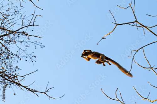 The red-fronted lemur (Eulemur rufifrons) flying through the sky in Kirindy Mitea National Park, in Madagascar