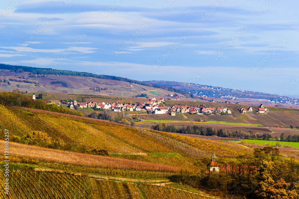 Obraz premium Vignoble d'Alsace Dambach la Ville