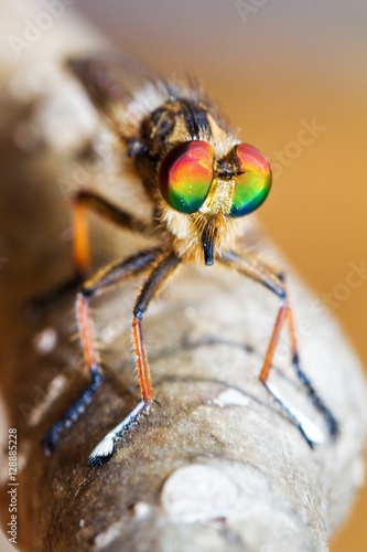 Robber fly (Asilidae family) with beautiful colored eyes in the Tsingy de Bemaraha Strict Nature Reserve in Madagascar