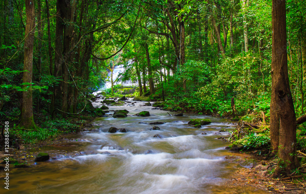 Streams, waterfalls and forests Streams, waterfalls and forests