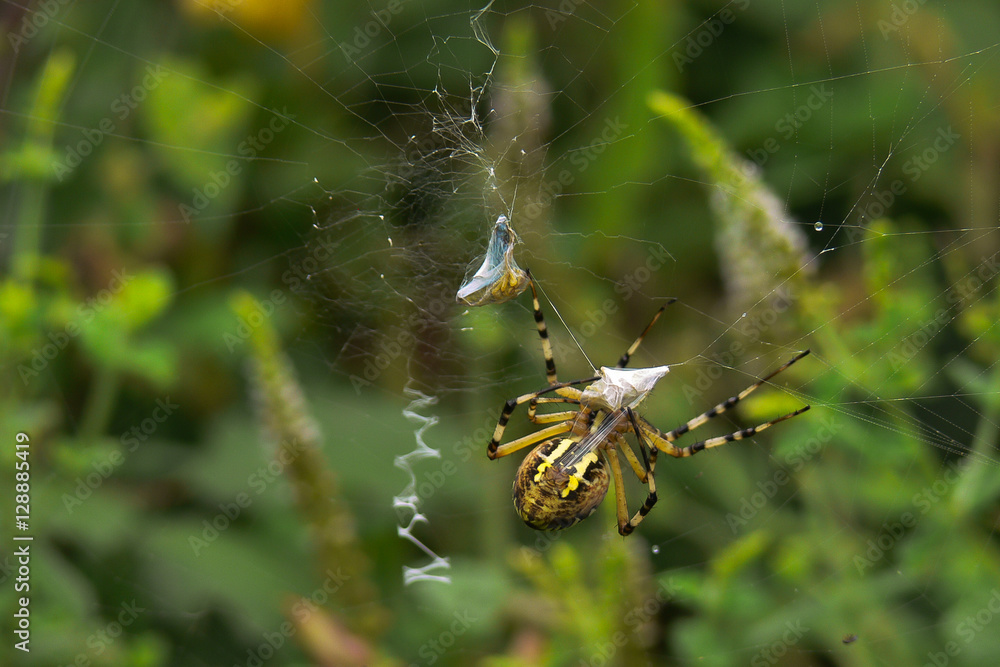 argiope fasciata (Argiope bruennichi) con preda argiope fasciata (Argiope bruennichi) con preda