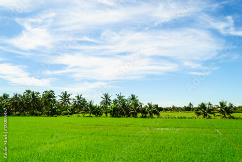 Thai rice field against blue cloudy sky © komsun