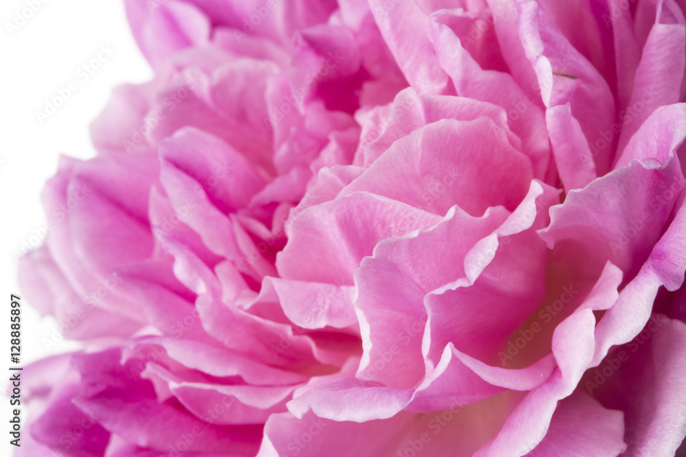 pink rose isolated on white background pink rose isolated on white background