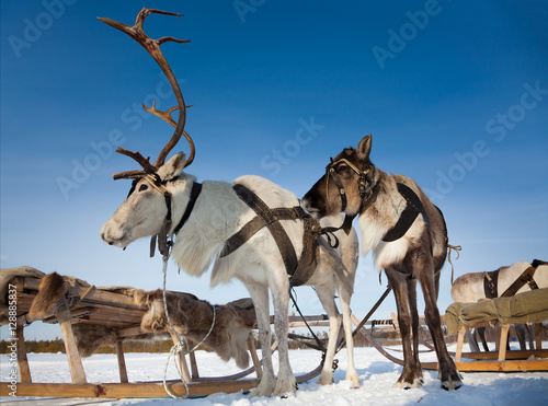 Reindeers in harness © Vladimir Melnikov