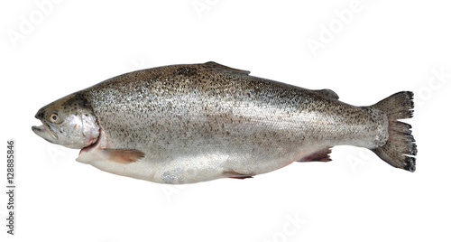Rainbow trout isolated on white background