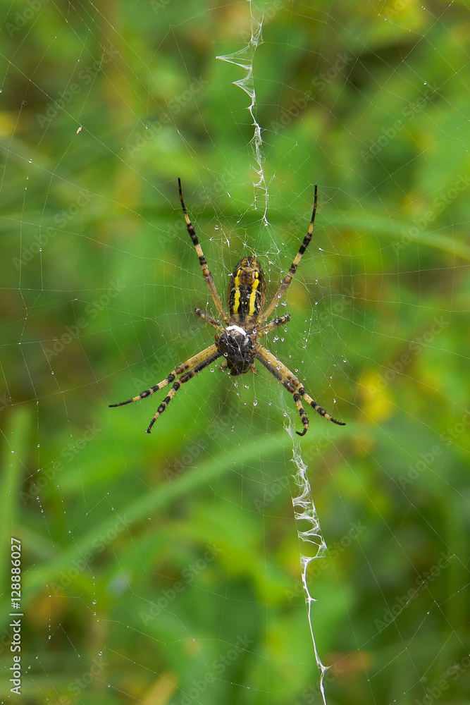 argiope fasciata (Argiope bruennichi) con preda argiope fasciata (Argiope bruennichi) con preda