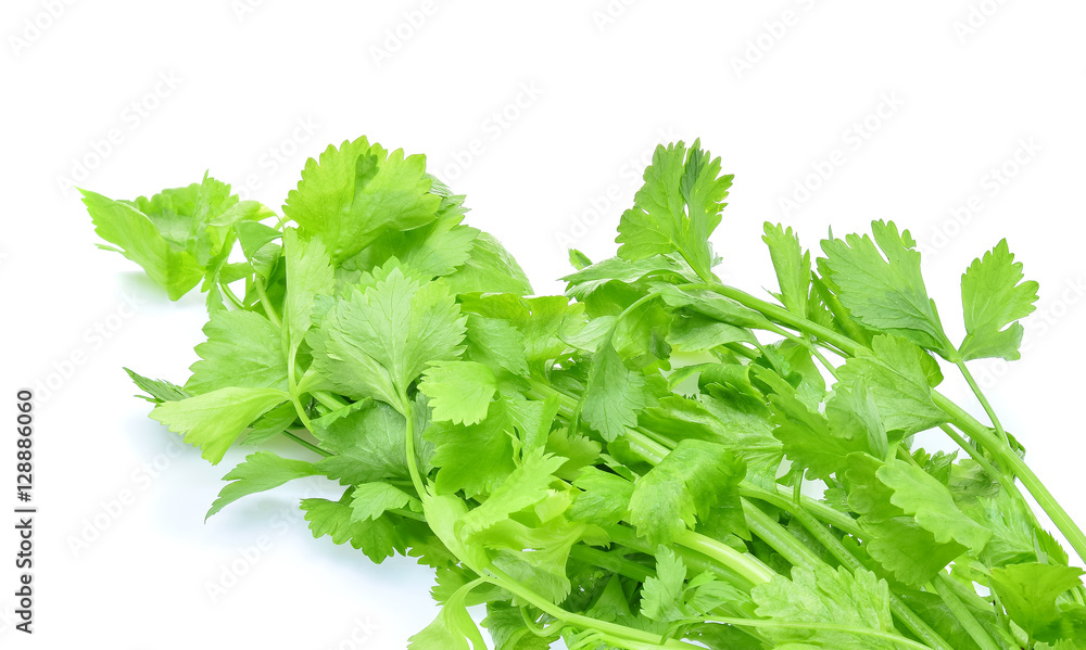 fresh Celery isolated on white background fresh Celery isolated on white background