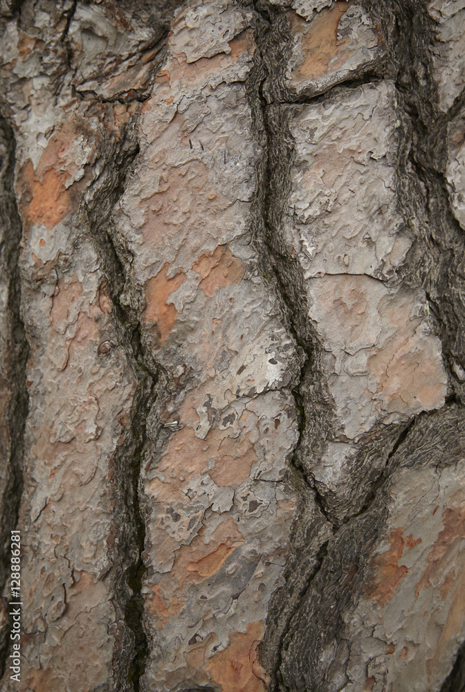 A full page of rustic tree bark background texture A full page of rustic tree bark background texture