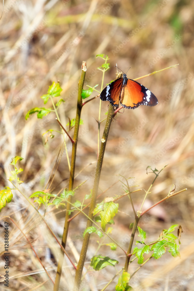 Beautiful orange butterfly in Anja reserve national park in Madagascar Beautiful orange butterfly in Anja reserve national park in Madagascar