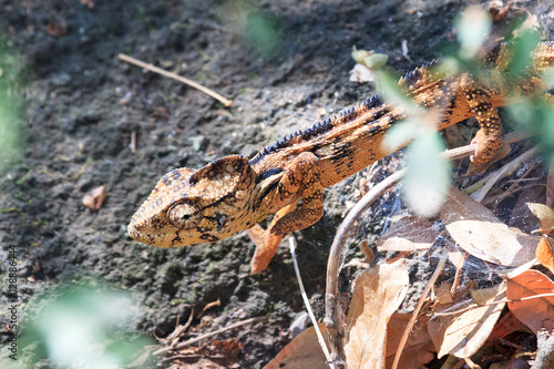 Beautiful camouflaged chameleon in Madagascar, presumably the Oustalet's or Malagasy giant chameleon (Furcifer oustaleti)