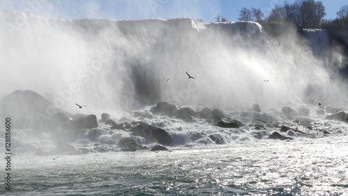 Seagull on Niagara Falls Canada side