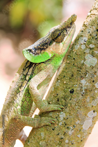 Beautiful camouflaged chameleon in Madagascar, presumably the Green-eared Chameleon (Calumma malthe)