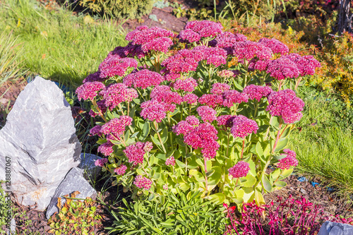 Sedum prominent (Sedum spectabile)